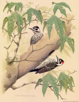 Strickland Woodpecker